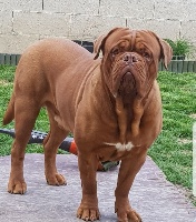 Étalon Dogue de Bordeaux - Meyko du masque de Seth