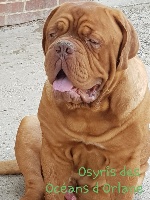 Étalon Dogue de Bordeaux - Osyris des Océans d'Orlane