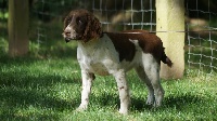 Étalon English Springer Spaniel - Poly Des Terres De Beaulieu