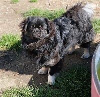 Étalon Epagneul tibetain - Riya de la Vallée du Kyl