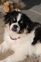 Étalon Epagneul tibetain - Raja from corinty's home