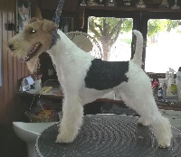 Étalon Fox Terrier Poil Dur - Manga de Vallauris des astucieux