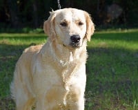 Étalon Golden Retriever - Ornella Du Royaume De Goldie