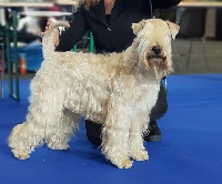 Étalon Irish Soft Coated Wheaten Terrier - CH. Maya des Varennes Mystiques