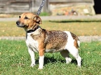 Étalon Jack Russell Terrier - Loukoum De beaudribos