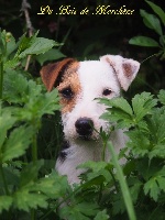 Étalon Jack Russell Terrier - Neptune du bois de Morchène