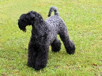 Étalon Kerry Blue Terrier - CH. Moonlight shadow des Hautes Terres D'Avalon