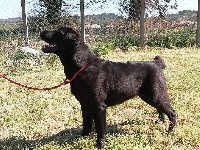 Étalon Labrador Retriever - Oasis Des Coteaux De Lauron