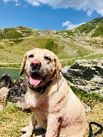Étalon Labrador Retriever - Jalya Du Perrier De Largeron