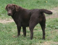 Étalon Labrador Retriever - 0la de la plaine du Vermandois