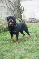 Étalon Rottweiler - Nsega von der wharen kraft