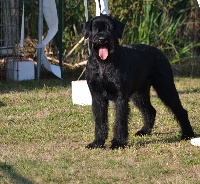 Étalon Schnauzer Geant - Mowe du Haut Cussé