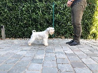 Étalon Schnauzer miniature - CH. hero s dreams Passion