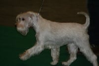 Étalon Schnauzer miniature - CH. Batida de coco of viva los tioz