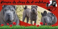 Étalon Shar Pei - Jimena aires de al-andalus