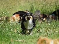 Étalon Shetland Sheepdog - New hope des Collines de Sagne