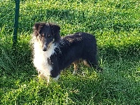 Étalon Shetland Sheepdog - Noumea Des Doudous De La Grave