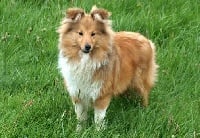 Étalon Shetland Sheepdog - Julya ma douce princesse Du Val Des Delices De Chimene