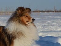 Étalon Shetland Sheepdog - art felicity London