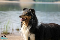 Étalon Shetland Sheepdog - Little rock on the moon du Bois d'Entre les Mondes