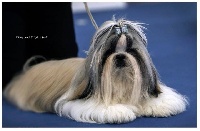 Étalon Shih Tzu - CH. saffron sherhy Iskander