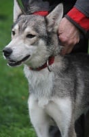 Étalon Siberian Husky - Du Domaine De Mi-loup Neige