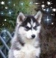 Étalon Siberian Husky - Pepite moonlight (Sans Affixe)