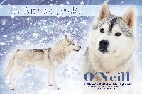 Étalon Siberian Husky - O'neill of artic wolf dream