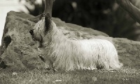 Étalon Skye Terrier - CH. June foray joey potterson des vallées Engissoises