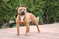 Étalon Staffordshire Bull Terrier - Nanny mc phee aka nessa Of English Stafford