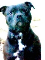 Étalon Staffordshire Bull Terrier - Oakwood lallybroch (Sans Affixe)