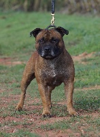 Étalon Staffordshire Bull Terrier - Hunzzy Family Mr sentinel cassius junior