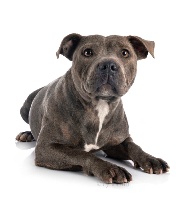 Étalon Staffordshire Bull Terrier - Osiris (Sans Affixe)