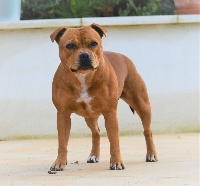 Étalon Staffordshire Bull Terrier - Mc performance Need your love niamey