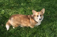 Étalon Welsh Corgi Pembroke - Opera de L'Etang des Imperiaux
