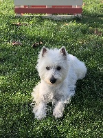 Étalon West Highland White Terrier - Ollywood Du Mas Des Lilas
