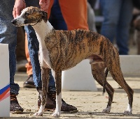 Étalon Whippet - Occhi verdi de l'orlyne de Standerling