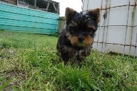 Étalon Yorkshire Terrier - Peppa Du Domaine Du Boutlande