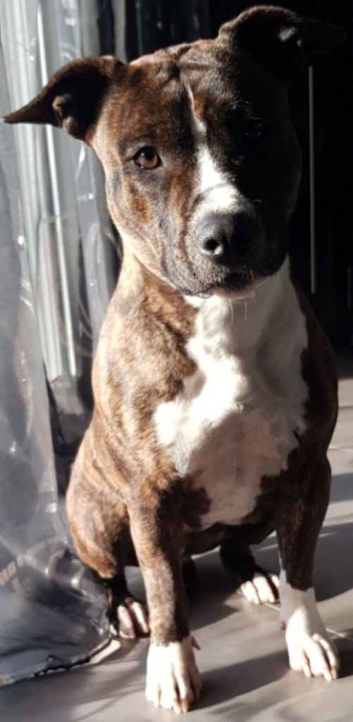 Auteur : SARDA Jennifer