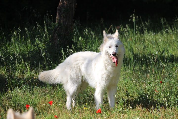 Oliday dit ollie de la foret d'Arcanin