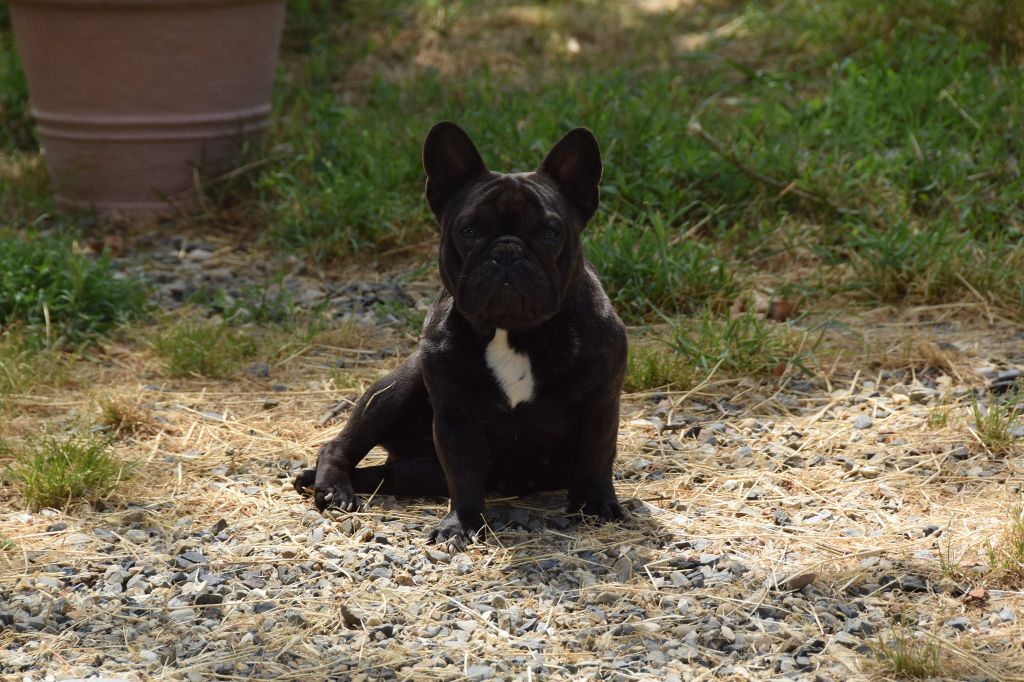 Nala des bouilles de la Garonne