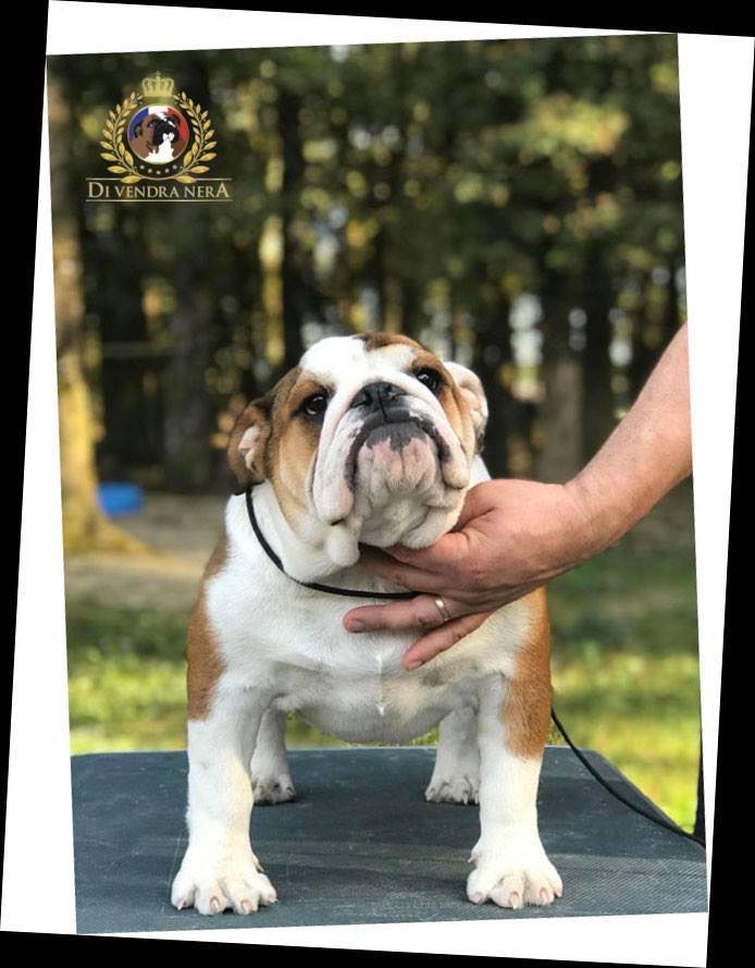 Publication : Di Vendra Nera Auteur : DI VENDRA NERA BULLDOGS ANGLAIS 