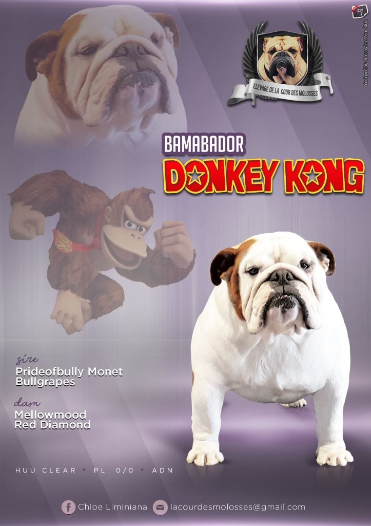 bamabador Donkey kong