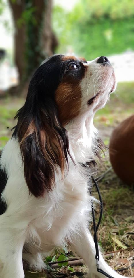 Publication : du Domaine des Airaudes Auteur : La Tribu des Airaudes