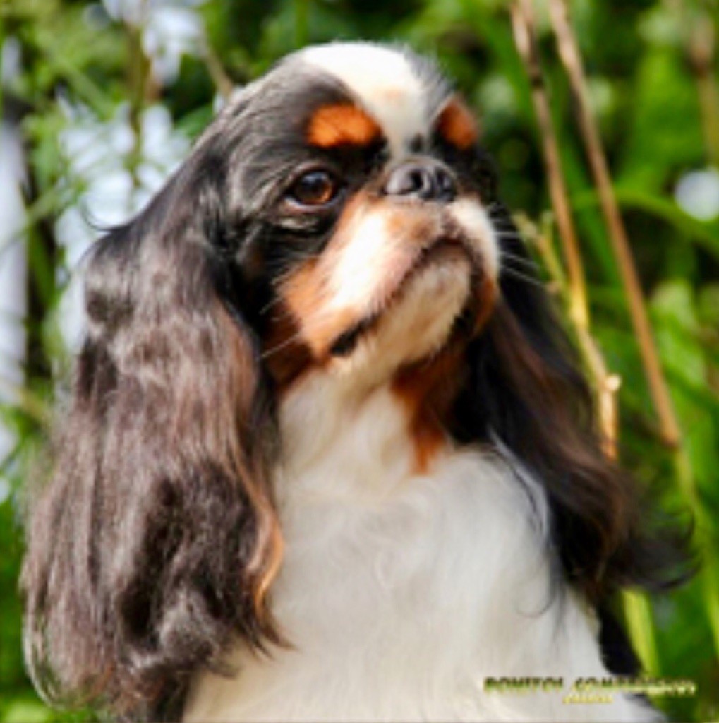 CH. maibee Debonaire