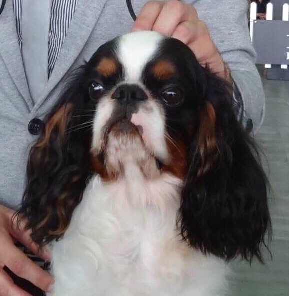 bonitos companeros deluxe Marjoram dit herbie (multi ch.-world winner)