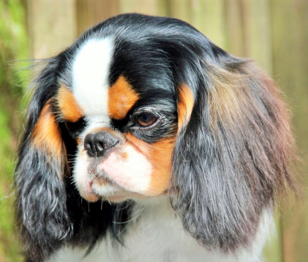 bonitos companeros deluxe Olive dite olivia (multi ch.- triple bundessieger)