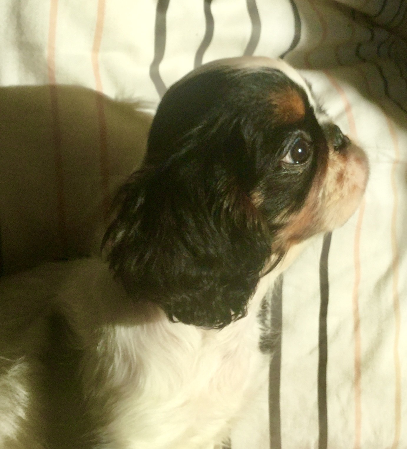 Publication : Vannjty Auteur : E.Richard