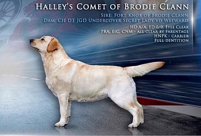 Halley's comet Of Brodie Clann