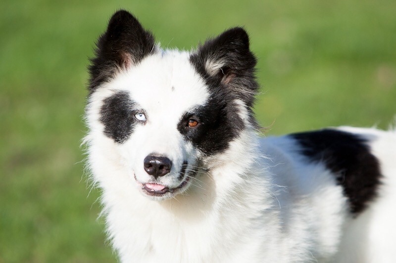 Publication : Seven Kingdoms Wolves Auteur : THE SEVEN KINGDOMS